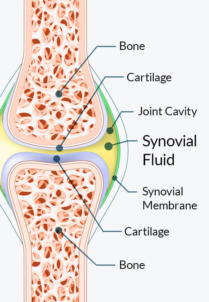 Synovial Fluid Hyaluronan Research Diagram